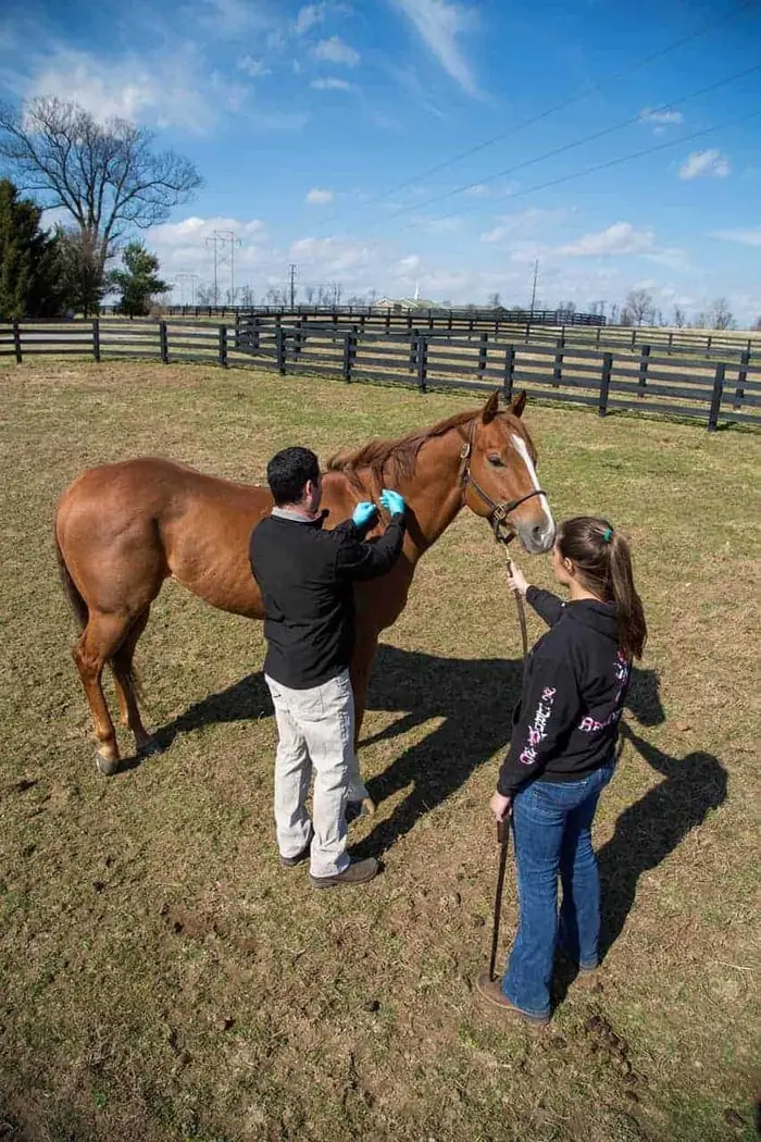 Vaccines for Horses