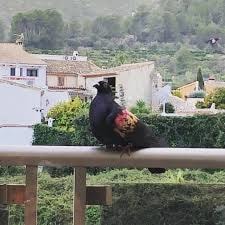 Valencian Figura Pigeon