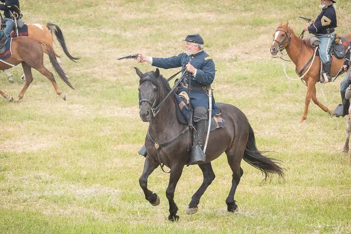 Versatile Uses of Canadian Horse