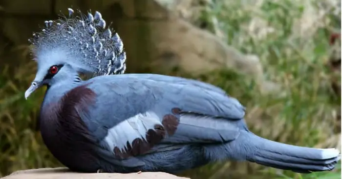 Victoria Crown Pigeon