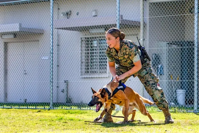 Working Dogs