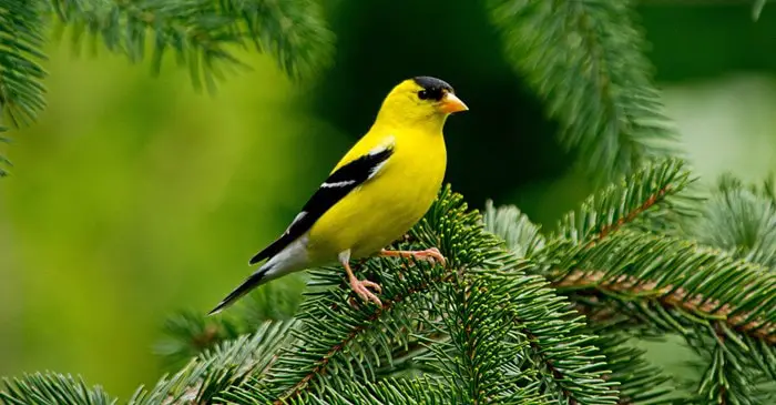 American Goldfinch