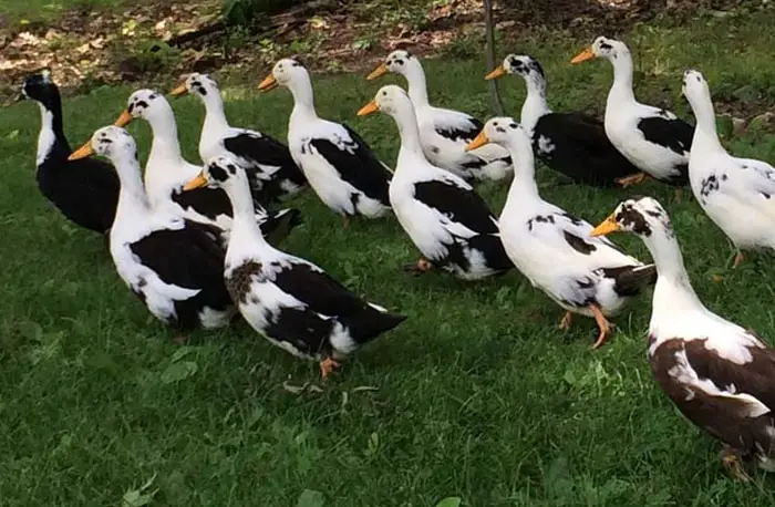 Ancona Ducks