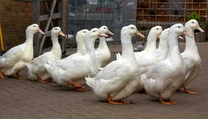 Aylesbury Duck