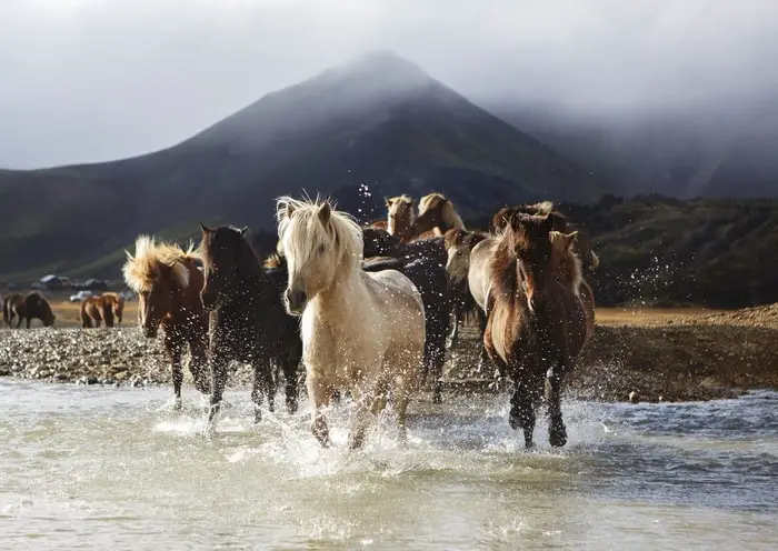 Beautiful Horse of Iceland