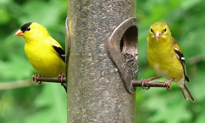 Beautiful Small Yellow Birds