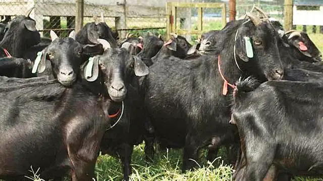 Bengal Goats