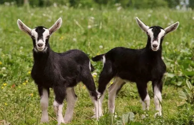 Black Bengal Kids