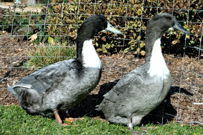 Blue Swedish Ducks