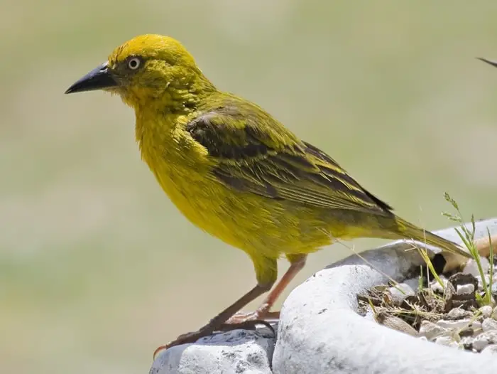 Cape Weaver