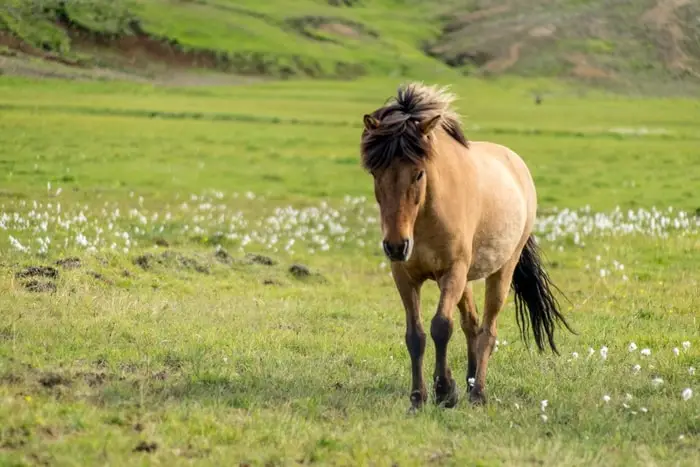 Care of Iceland Horses