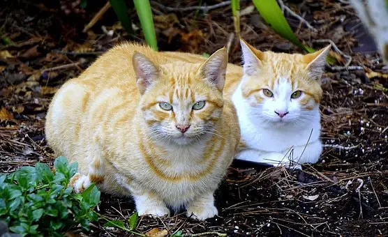 Causes of Feline Viral Rhinotracheitis