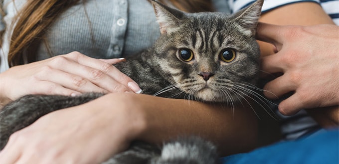 Causes of Lyme Disease in Cats