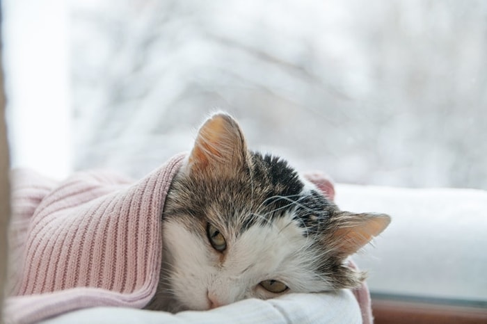 Causes of Pneumonia in Cats