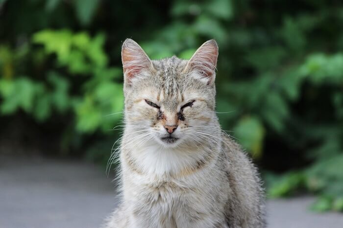 Clinical Signs of Feline Herpesvirus