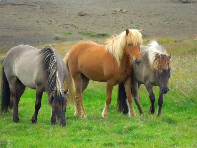 Color and Marking of Horse