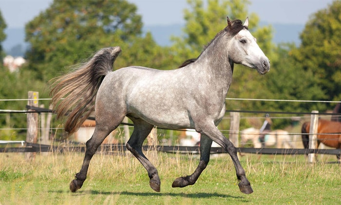 Connemara Irish Pony
