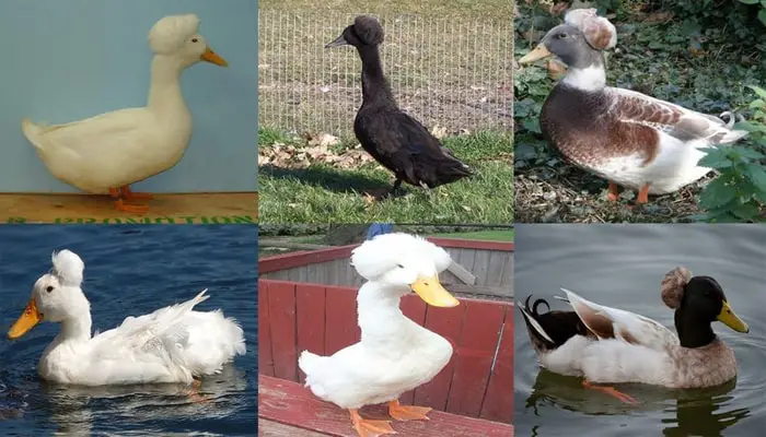 Crested Duck