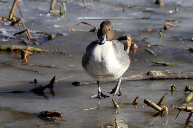 Dabbling Duck