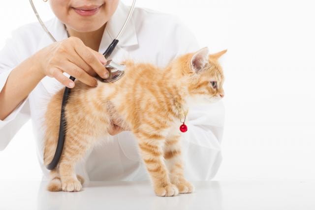 Diagnosis of Cat Scratch Fever