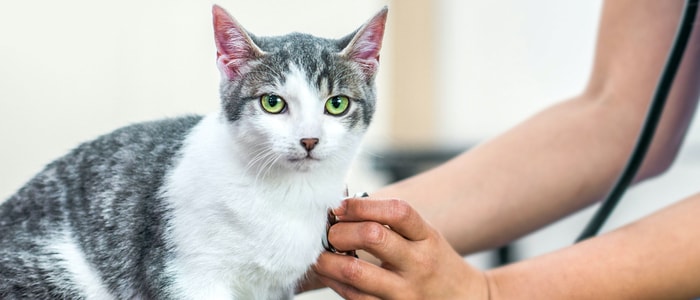 Diagnosis of Feline Calicivirus Infection