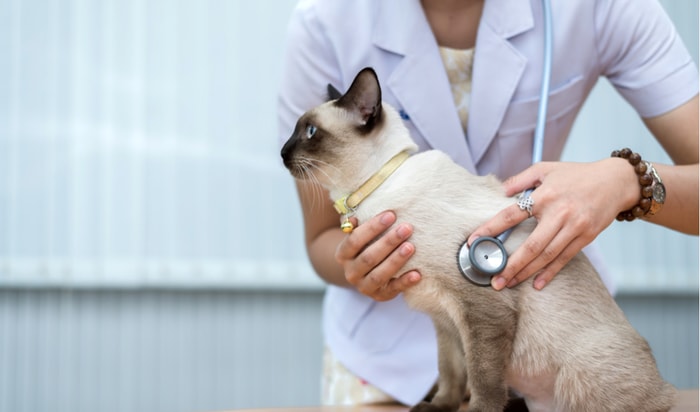 Diagnosis of Feline Chlamydia