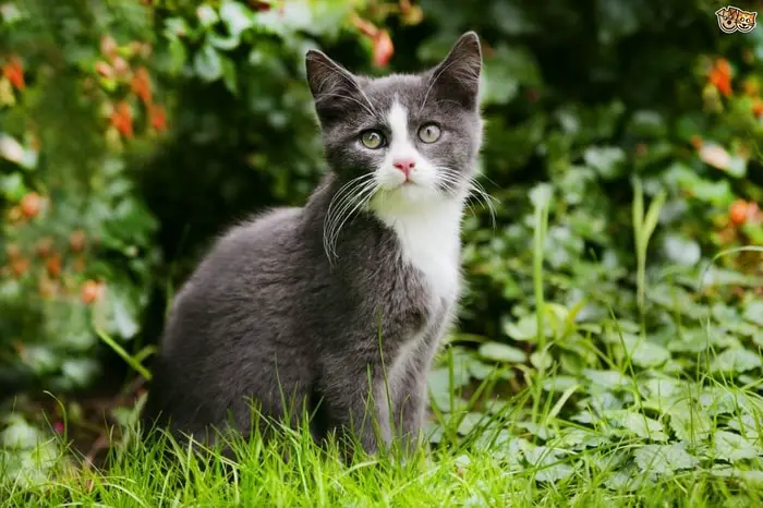 Diagnosis of Lyme Disease in cats