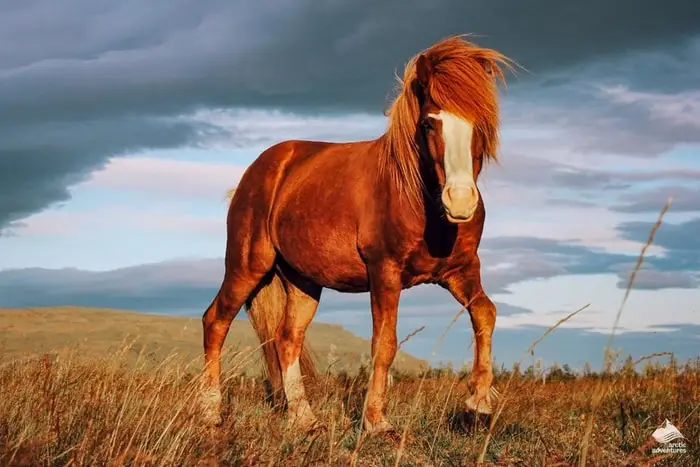 Diet and Nutrition of Icelandic Horse