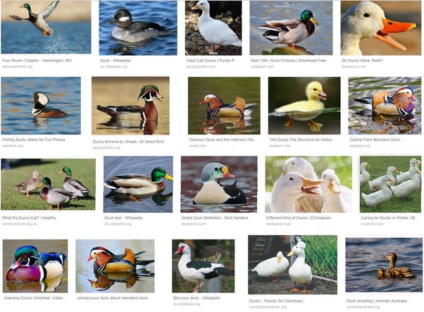 Different Types of Ducks
