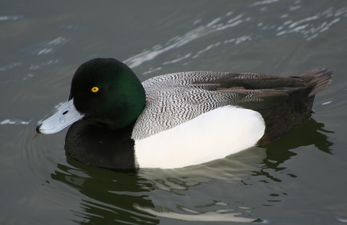 Diving Duck