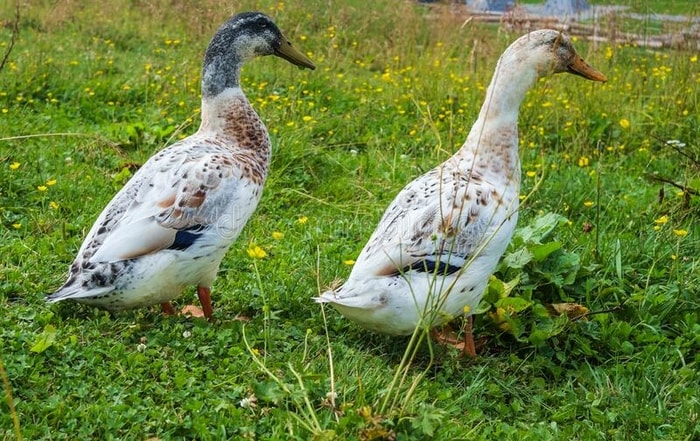 Domestic Ducks