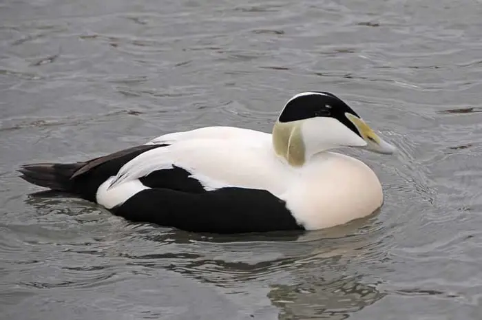 Eider Duck