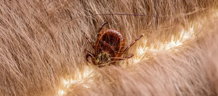 Epidemiology and Transmission of Lyme Borreliosis