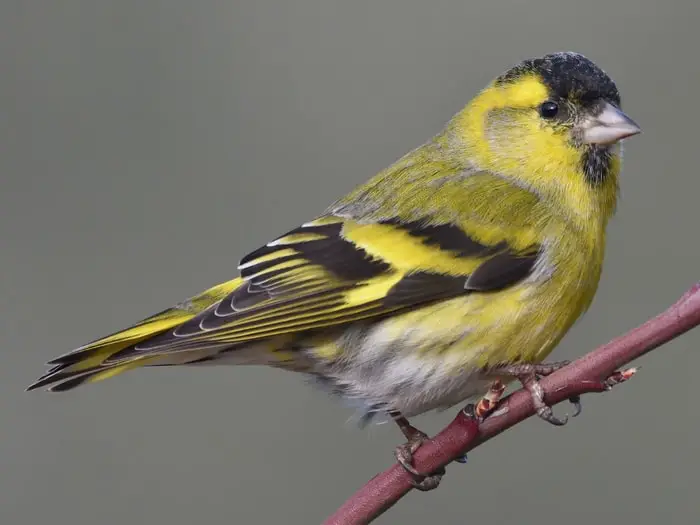 Eurasian Siskin Bird