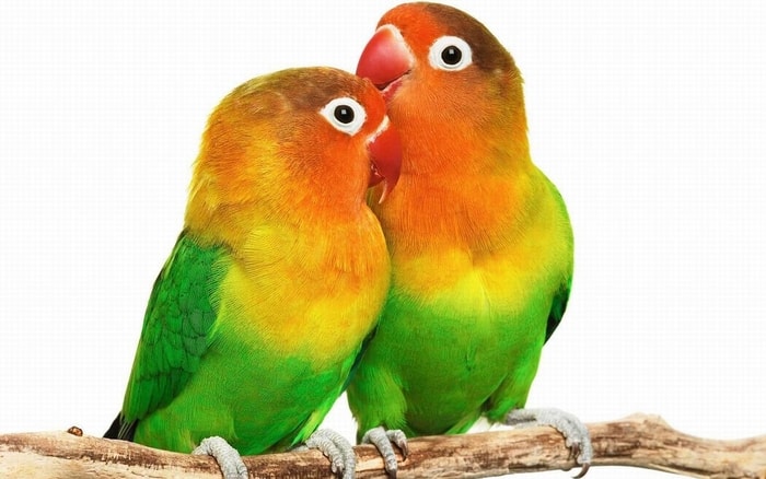 Excellent Lovebirds