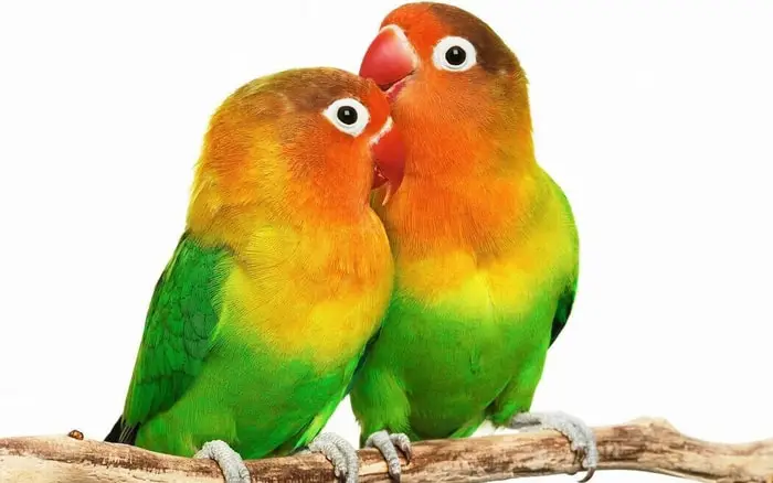 Excellent Lovebirds