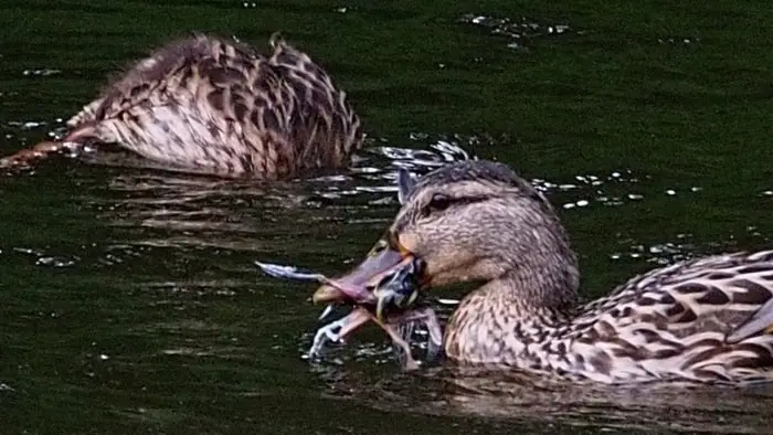 Feeding Habit of Ducks