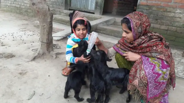 Feeding of Black Bengal Goat