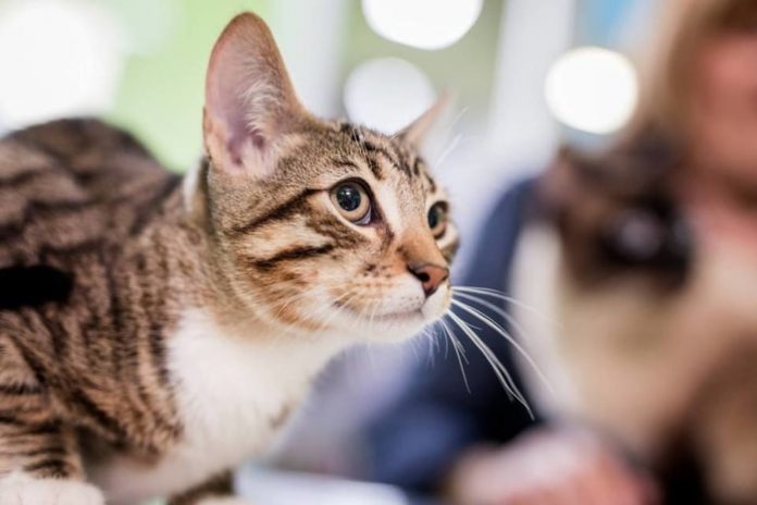Feline Calicivirus Infection