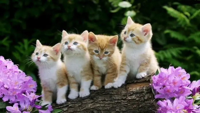 Feline Infectious Peritonitis