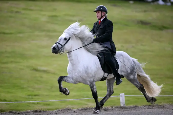 Gait of Horse of Iceland