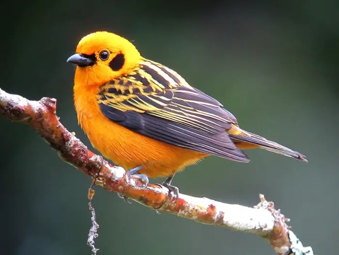 Golden Tanager