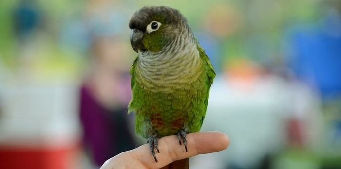 Green Cheeked Conure