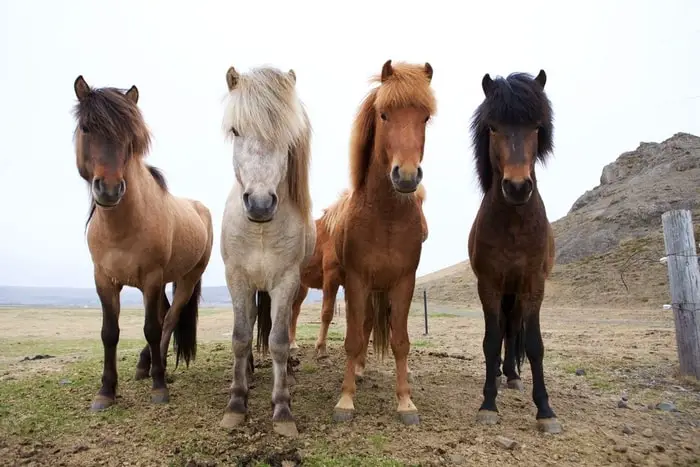 Health of Horse of Iceland