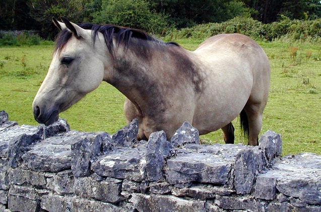 History and Development of Connemara Pony