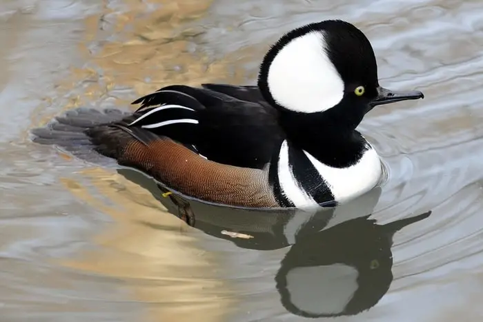 Hooded Merganser Duck