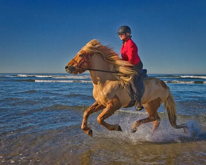 Icelandic Horse