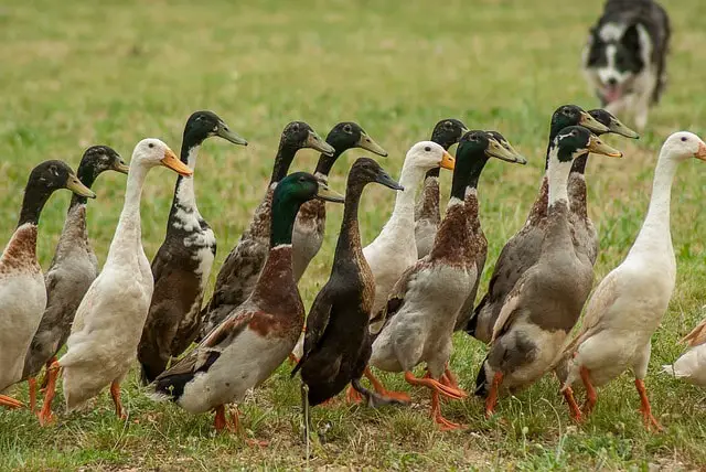 Indian Runner Duck