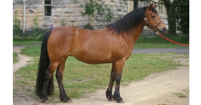 Irish Connemara Pony
