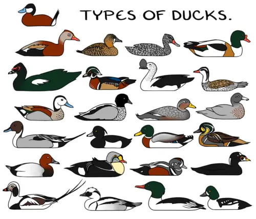 Kinds of Ducks